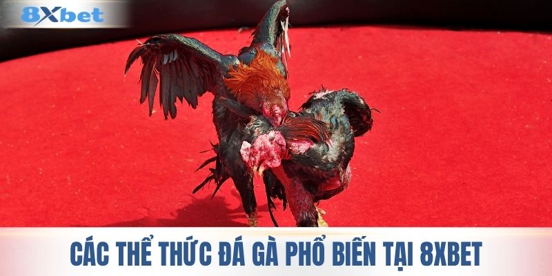 Các thể thức đá gà phổ biến tại 8XBET