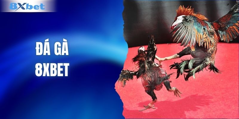 Đá Gà 8XBET - Theo Dõi Những Trận Đấu Đầy Kịch Tính