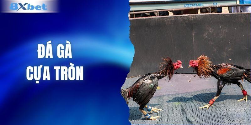 Đá gà cựa tròn