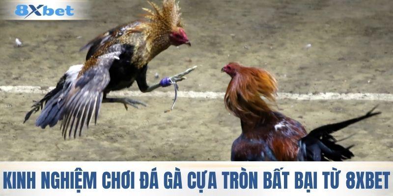 Kinh nghiệm tham gia đá gà cựa tròn bất bại từ 8XBET