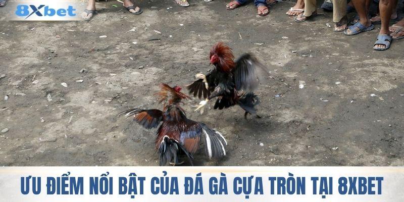 Những ưu điểm nổi bật của đá gà cựa tròn tại 8XBET