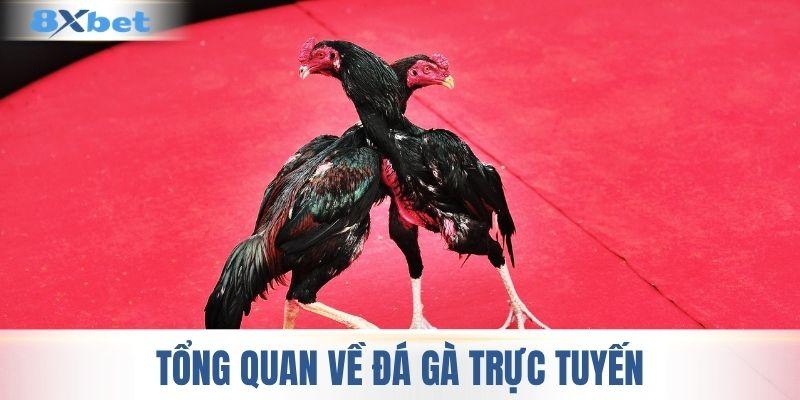 Tổng quan về đá gà trực tuyến